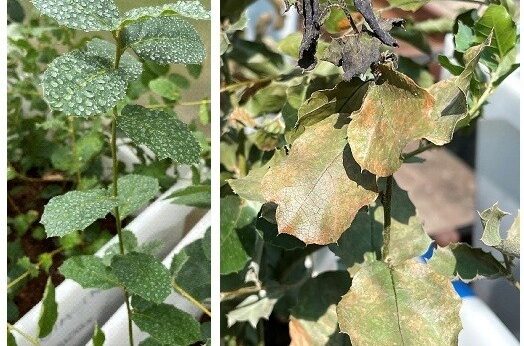 Pulverización experimental de metil jasmonato en encina (izquierda) para evaluar su efecto protector y planta control pulverizada con agua e inoculada con Phytophthora cinnamomi (derecha) (fotos de A. Solla)