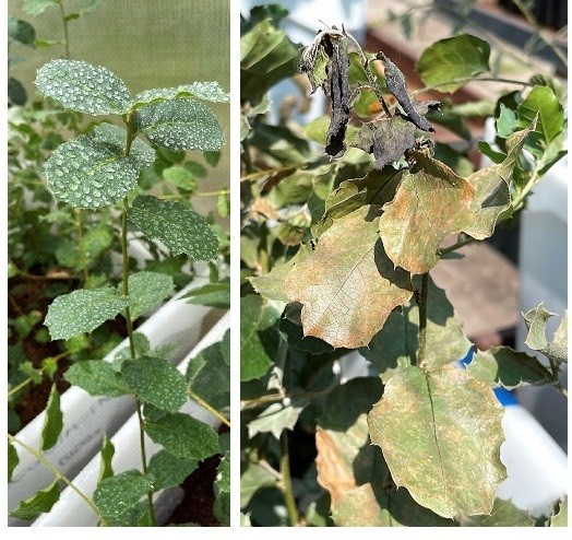 Pulverización experimental de metil jasmonato en encina (izquierda) para evaluar su efecto protector y planta control pulverizada con agua e inoculada con Phytophthora cinnamomi (derecha) (fotos de A. Solla)