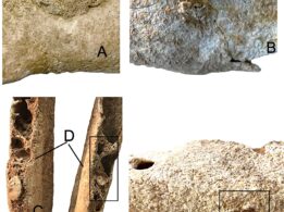 Análisis Óseos de la mula más antigua de Europa occidental