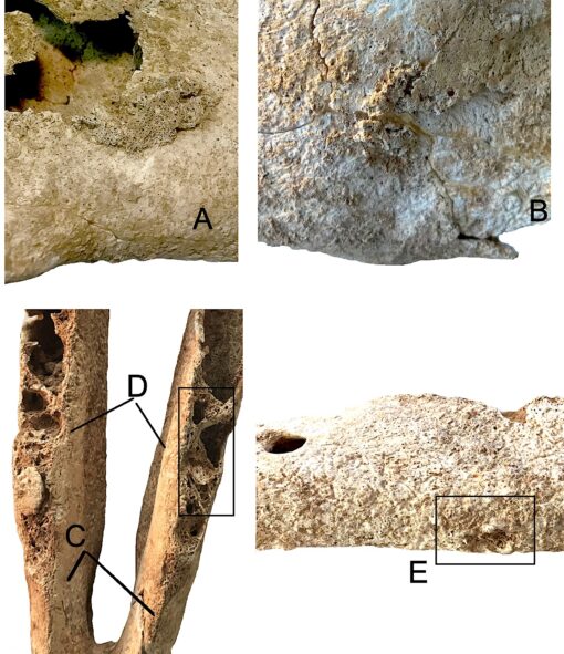 Análisis Óseos de la mula más antigua de Europa occidental