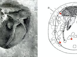 Mula más antigua de Europa occidental